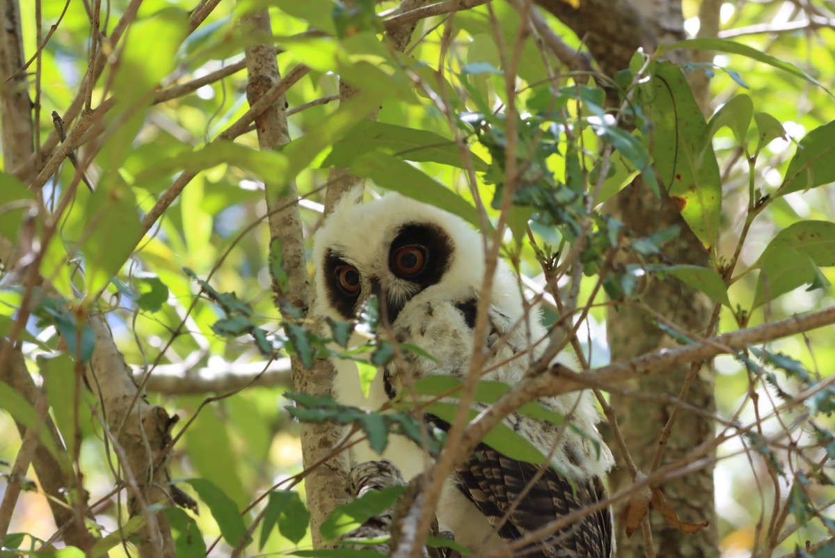 Madagascar Owl - ML612863865