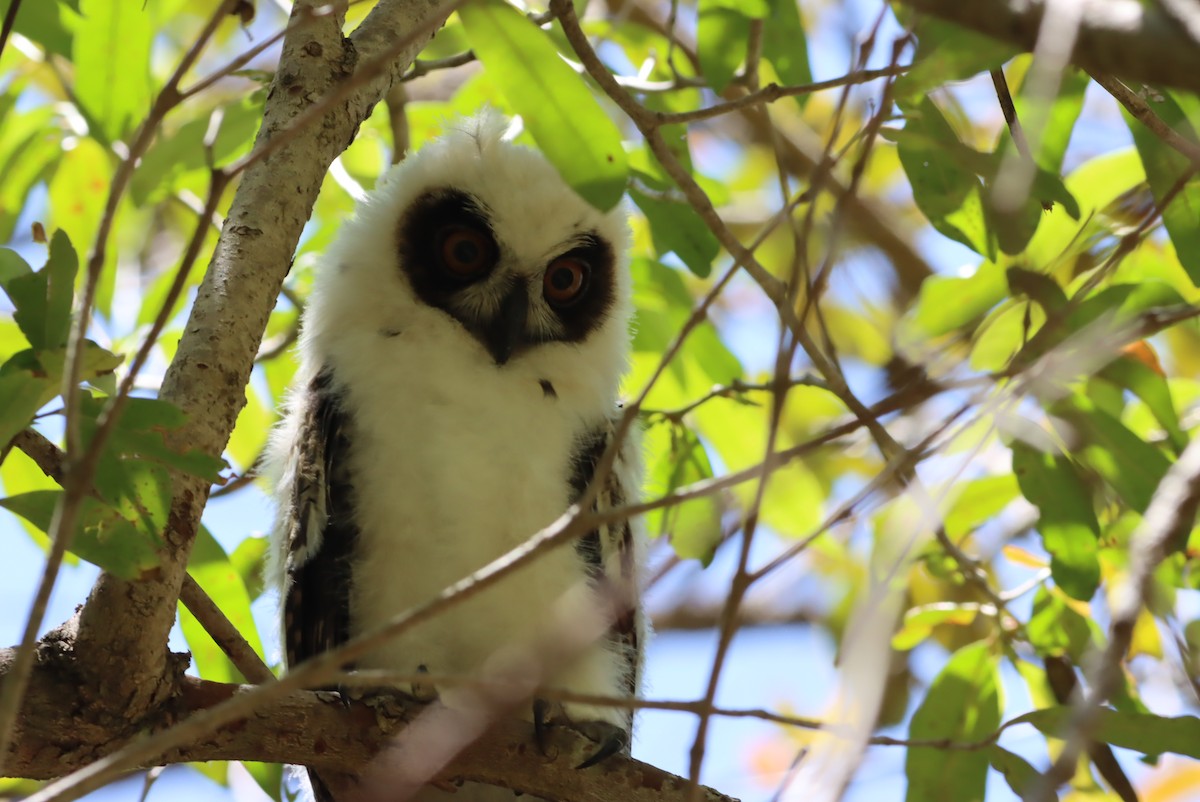 Madagascar Owl - ML612863866