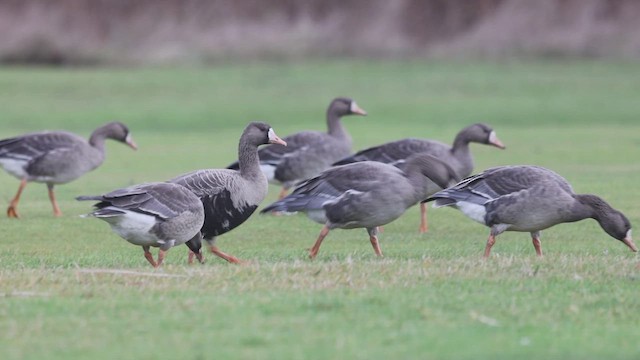 Greater White-fronted Goose (Western) - ML612863909