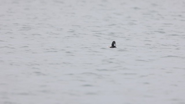 Greater Scaup - ML612863993