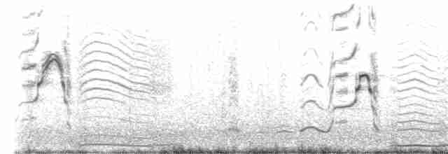 Wedge-tailed Shearwater - ML612864012