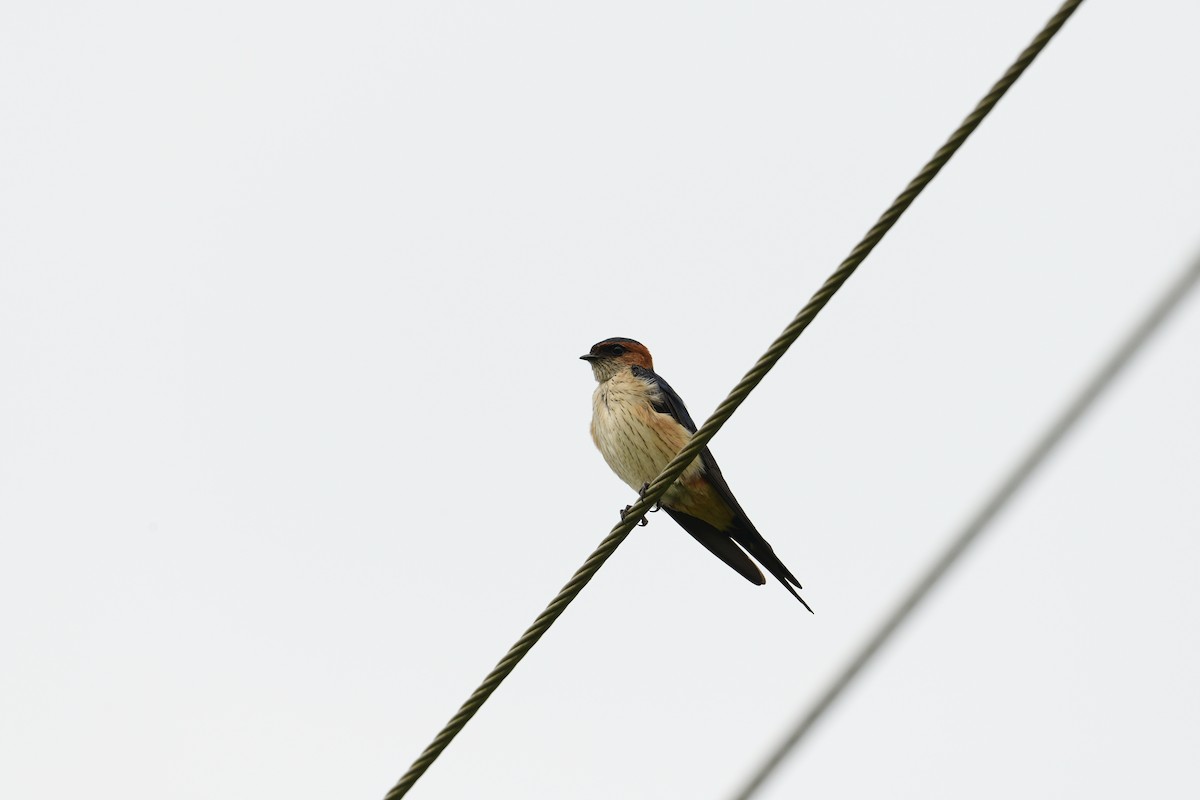 Red-rumped Swallow - ML612864049