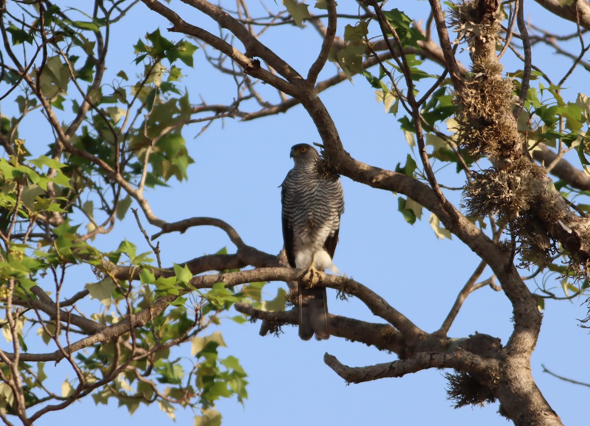 Madagascar Sparrowhawk - ML612864145