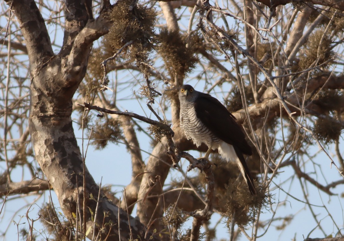 Madagascar Sparrowhawk - Thomas Plath