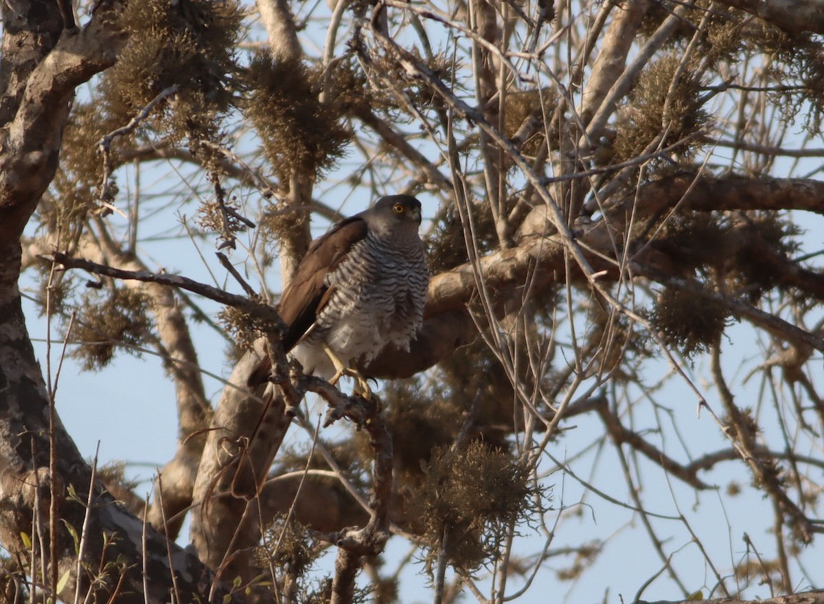 Madagascar Sparrowhawk - ML612864147