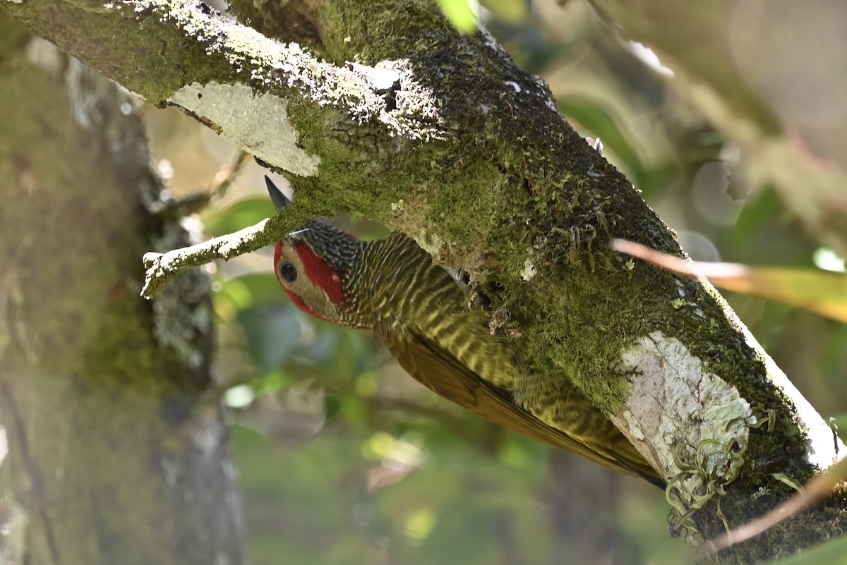 Golden-olive Woodpecker - ML612864214