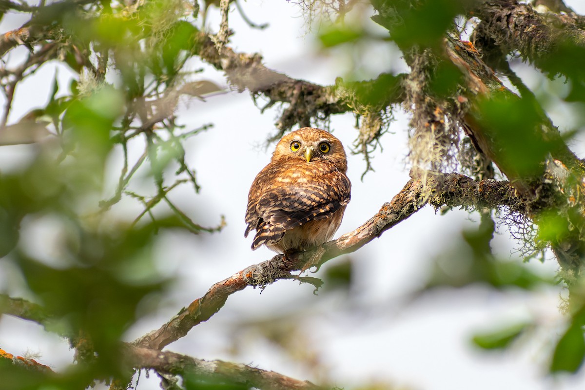 Andean Pygmy-Owl - ML612864271