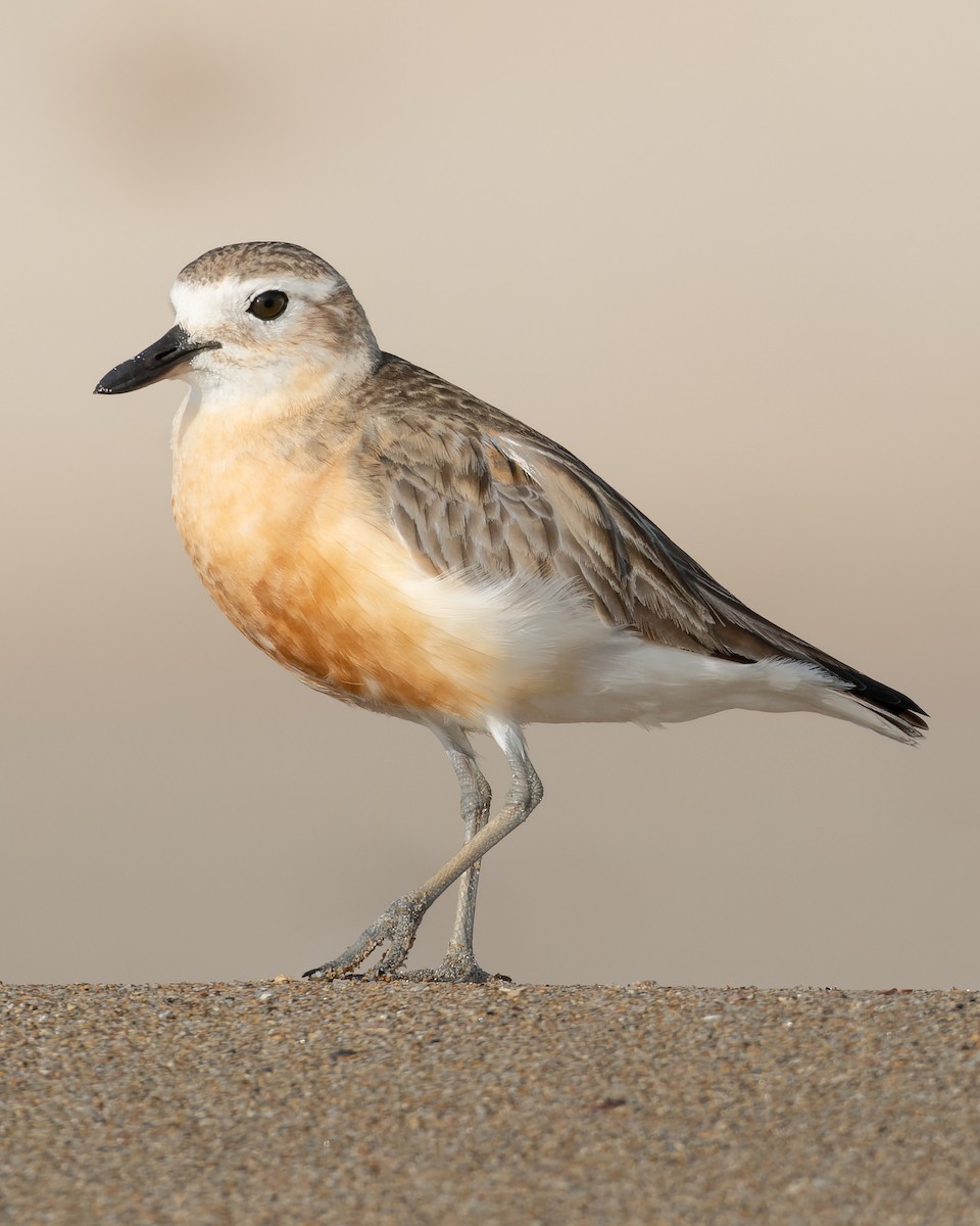 Red-breasted Dotterel - ML612864442