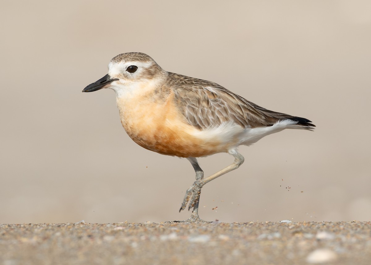 Red-breasted Dotterel - Ashley Anderson