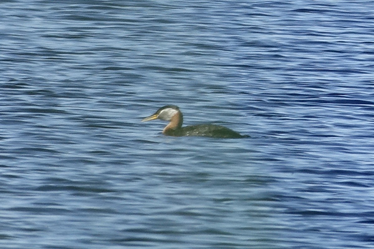 Red-necked Grebe - ML612864539