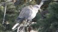 Eurasian Collared-Dove - ML612865020