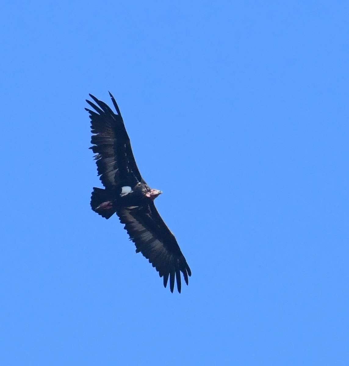Red-headed Vulture - ML612865075