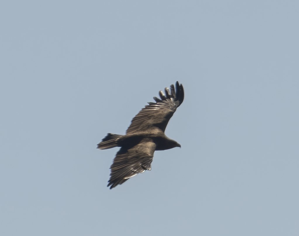 Greater Spotted Eagle - ML612865088