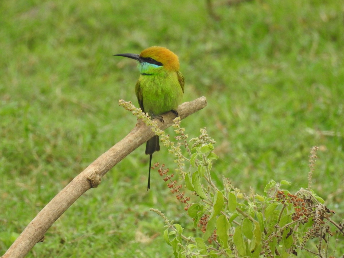 Asian Green Bee-eater - ML612865232