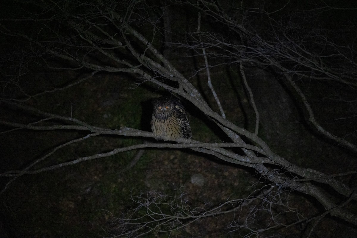 Tawny Fish-Owl - ML612865397