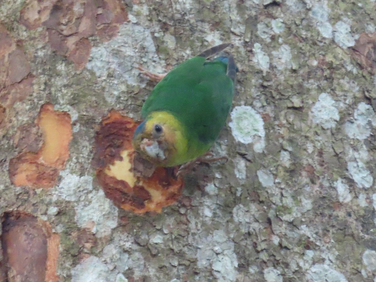 Buff-faced Pygmy-Parrot - Suzanne Beauchesne