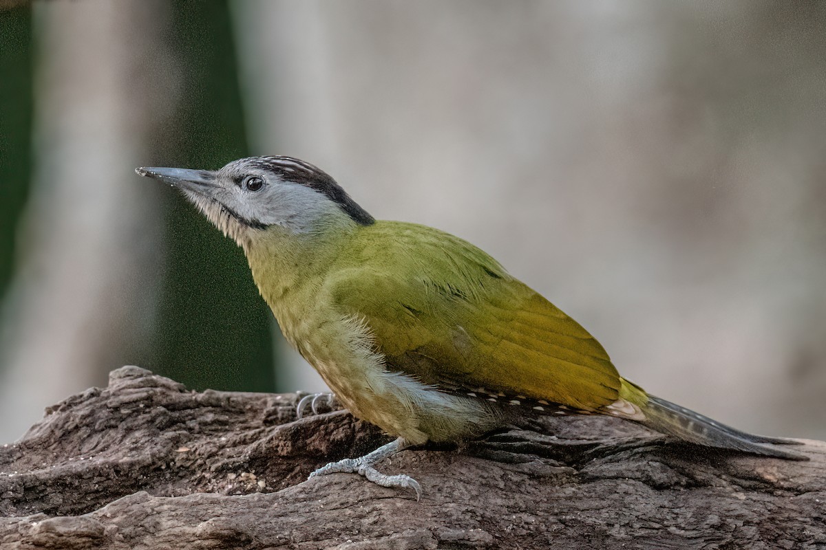 Gray-headed Woodpecker - ML612866253