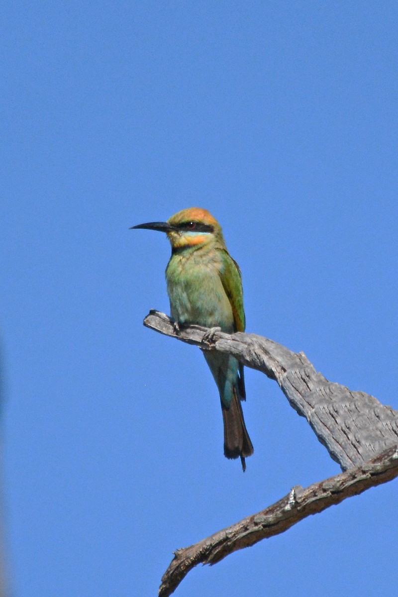 Rainbow Bee-eater - Gerald Allen