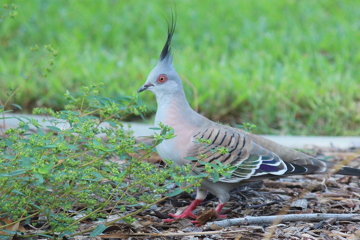 Crested Pigeon - ML612866517