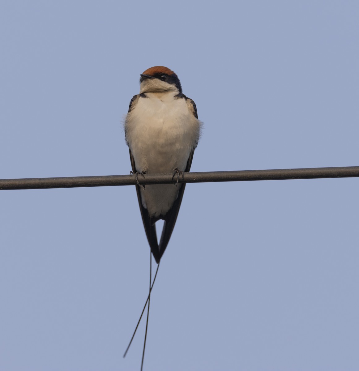 Wire-tailed Swallow - ML612866988