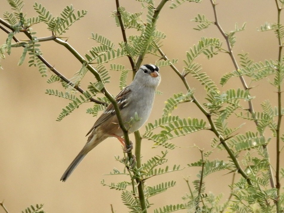 White-crowned Sparrow - ML612867002