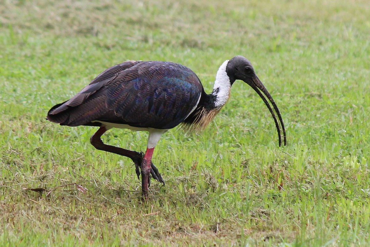 ibis slámokrký - ML612867027