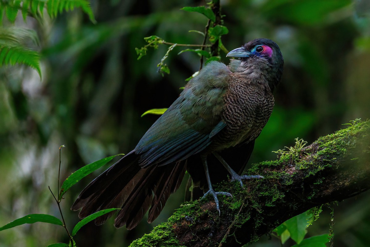 Sumatran Ground-Cuckoo - ML612867107