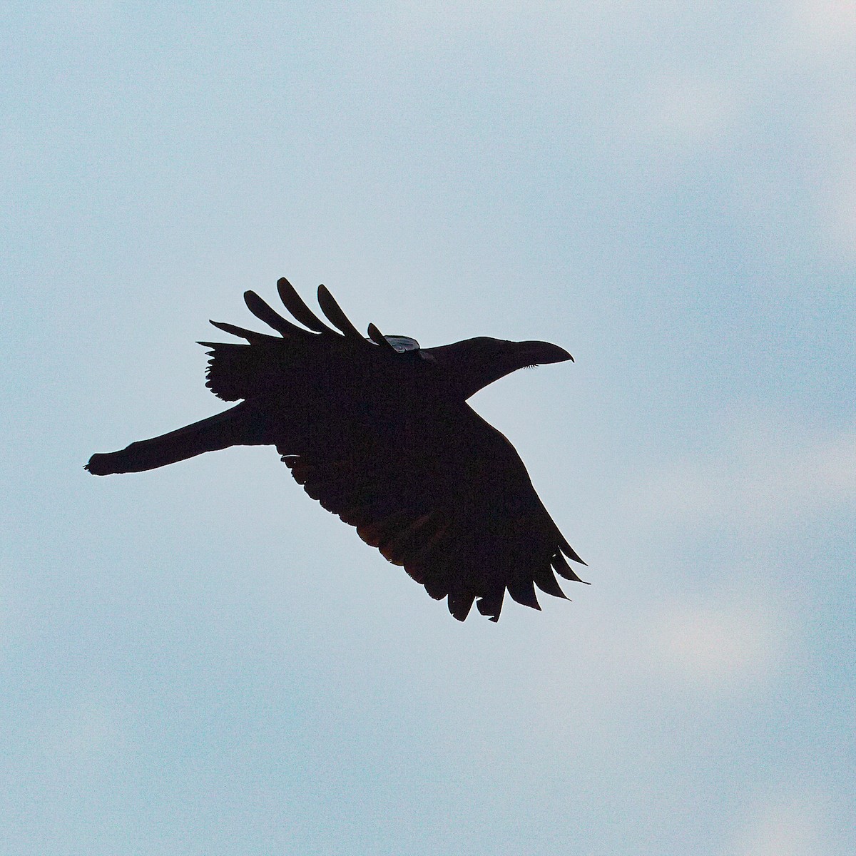 Large-billed Crow - Werner Suter