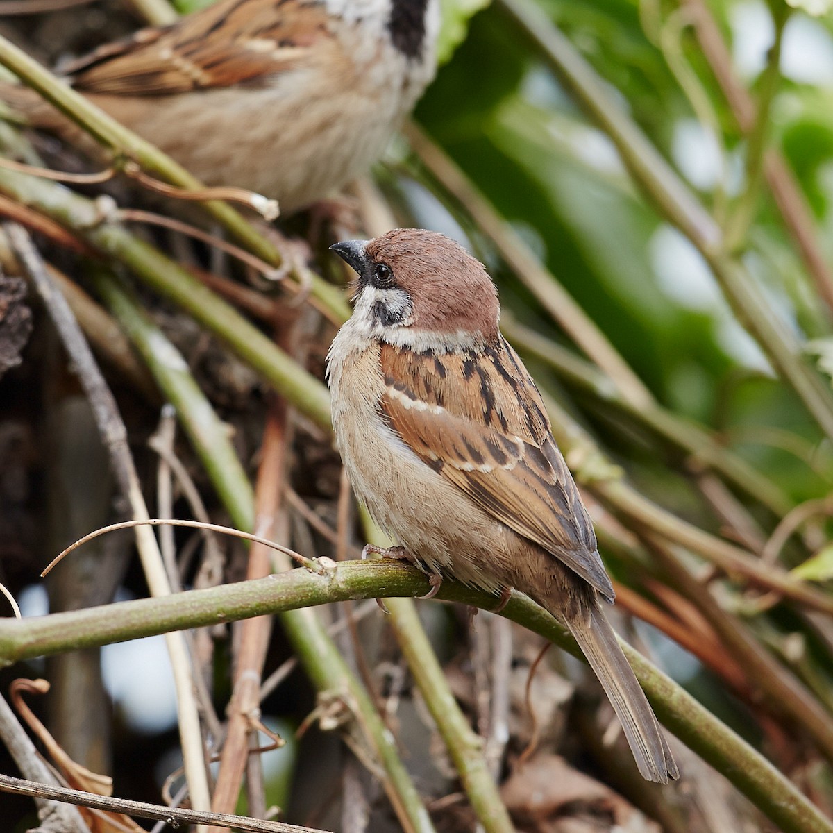 Eurasian Tree Sparrow - ML612867530