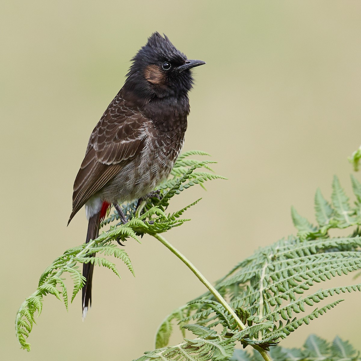Red-vented Bulbul - ML612867967