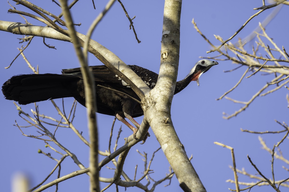 Red-throated Piping-Guan - ML612868019