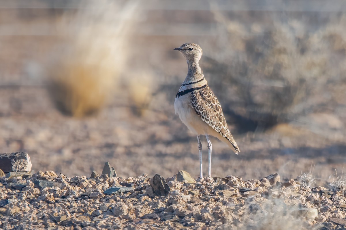 Double-banded Courser - ML612868171