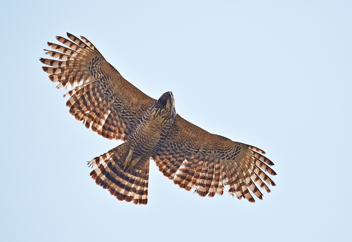 Mountain Hawk-Eagle - Werner Suter