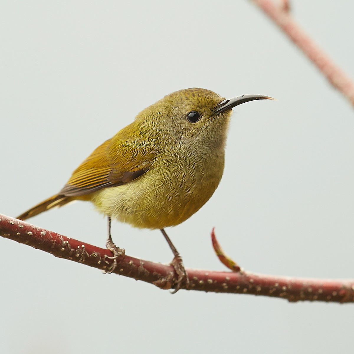 Green-tailed Sunbird - Werner Suter