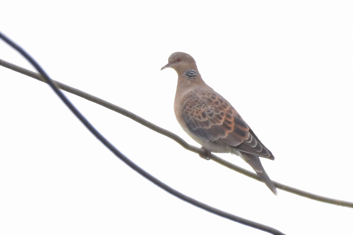 eBird Checklist - 31 Dec 2023 - Muthanallur Kere - 93 species