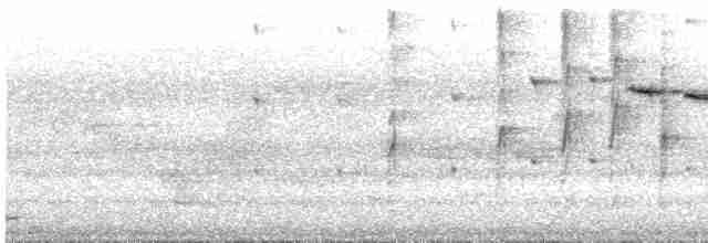 Gray Fantail (keasti) - ML612868609