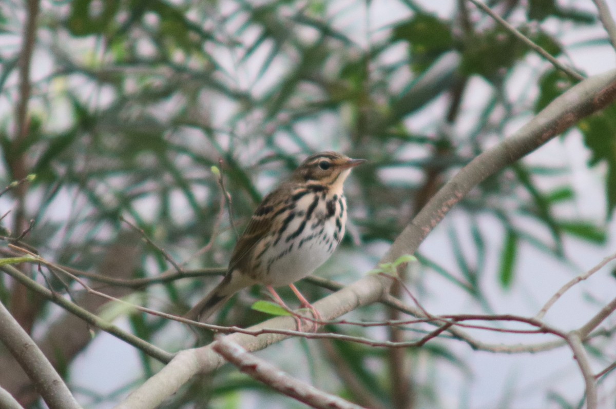 Olive-backed Pipit - ML612868725
