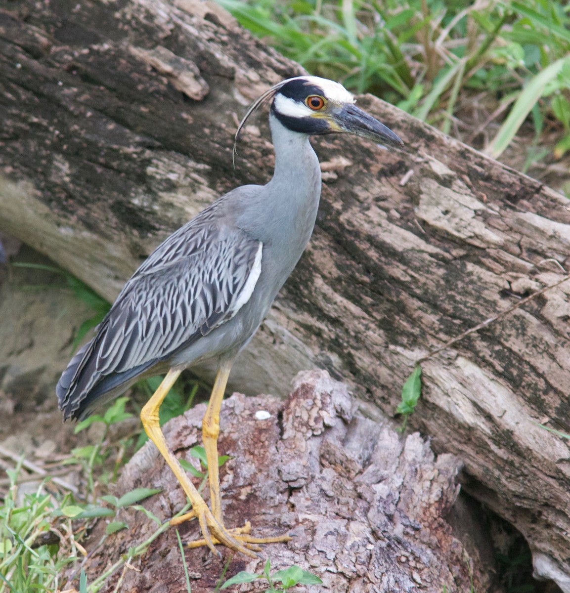 Yellow-crowned Night Heron - Andre Moncrieff