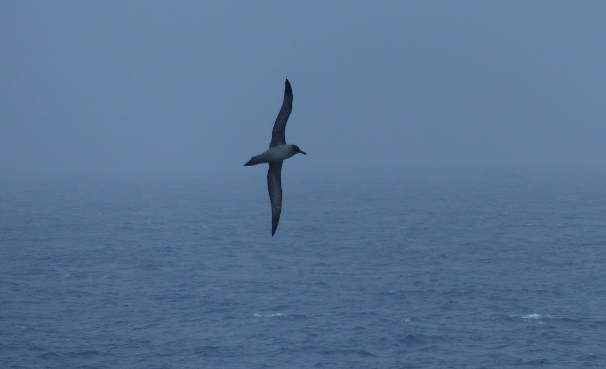 Light-mantled Albatross - Niall Dinwoodie