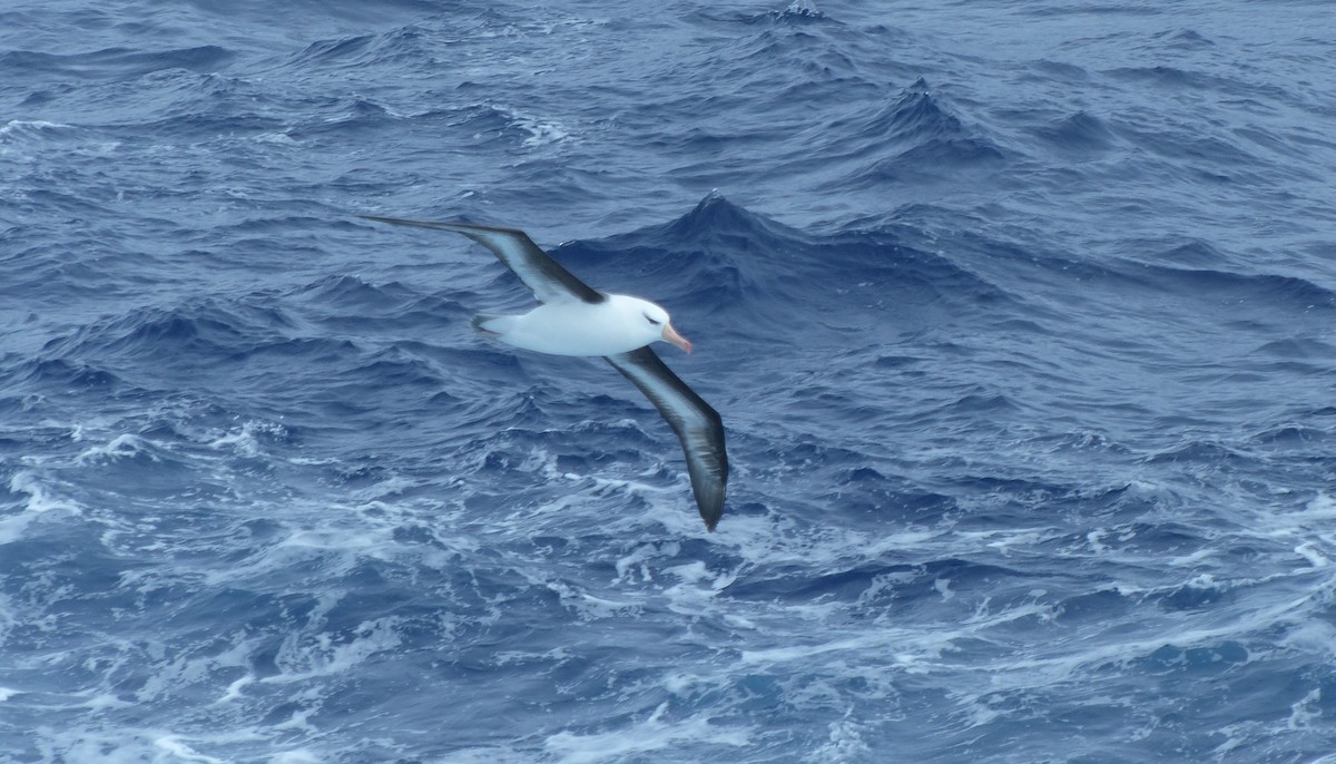 Black-browed Albatross - ML612868850
