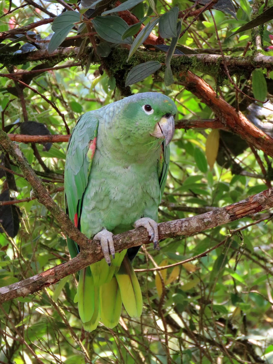 Mealy Parrot - ML612869520