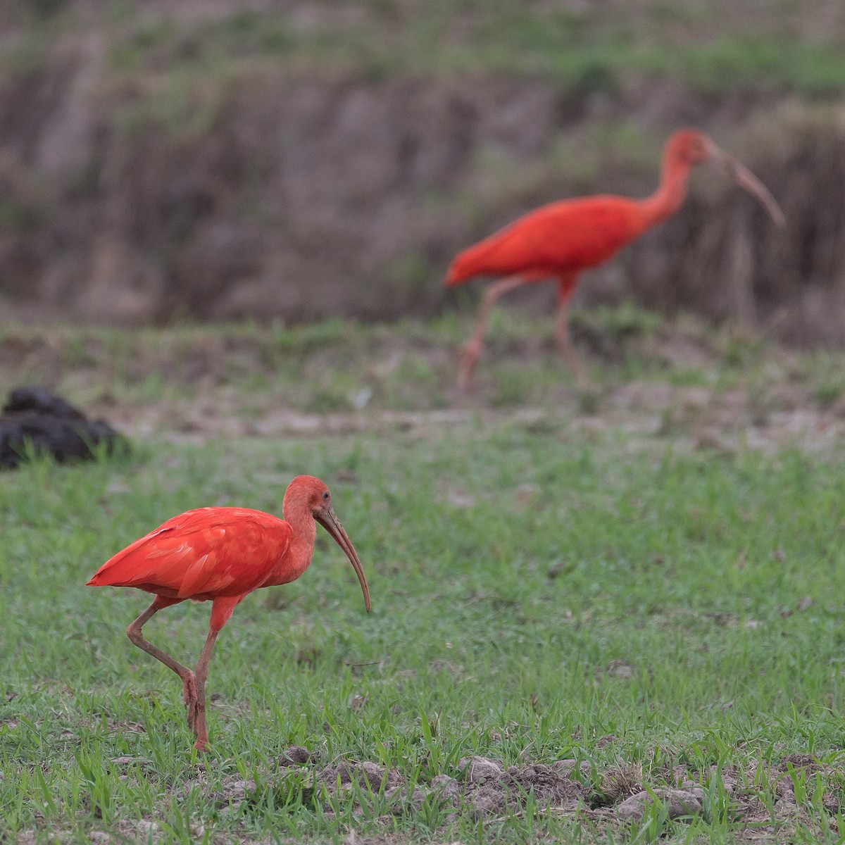 ibis rudý - ML612869729