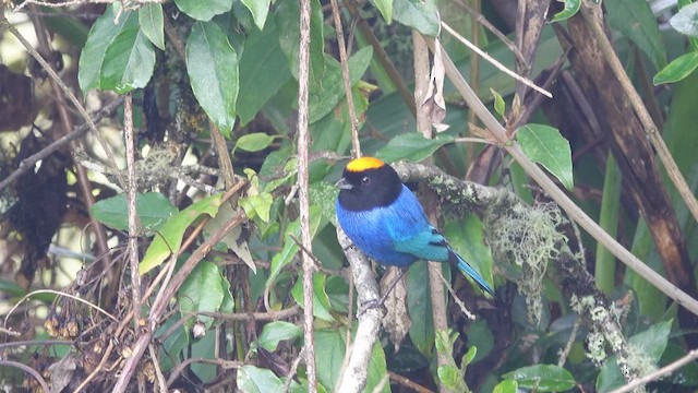Golden-crowned Tanager - ML612869814