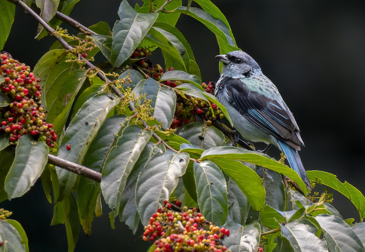 Azure-rumped Tanager - Lars Petersson | My World of Bird Photography