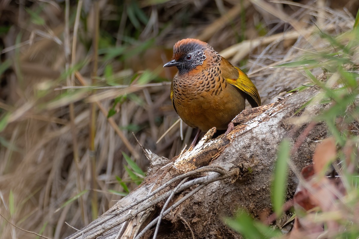 Chestnut-crowned Laughingthrush - ML612871059