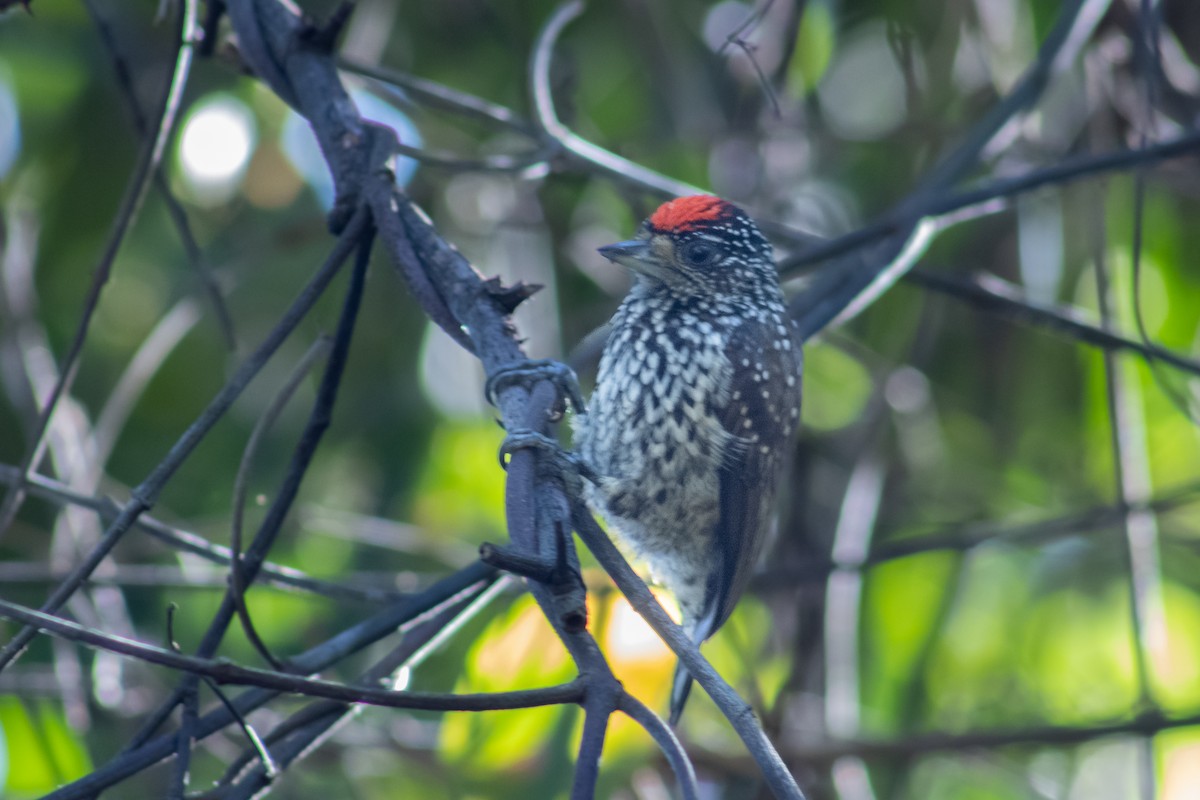White-wedged Piculet - ML612871271