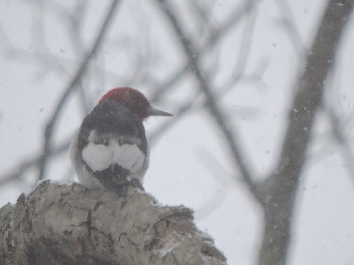 Red-headed Woodpecker - ML612871412