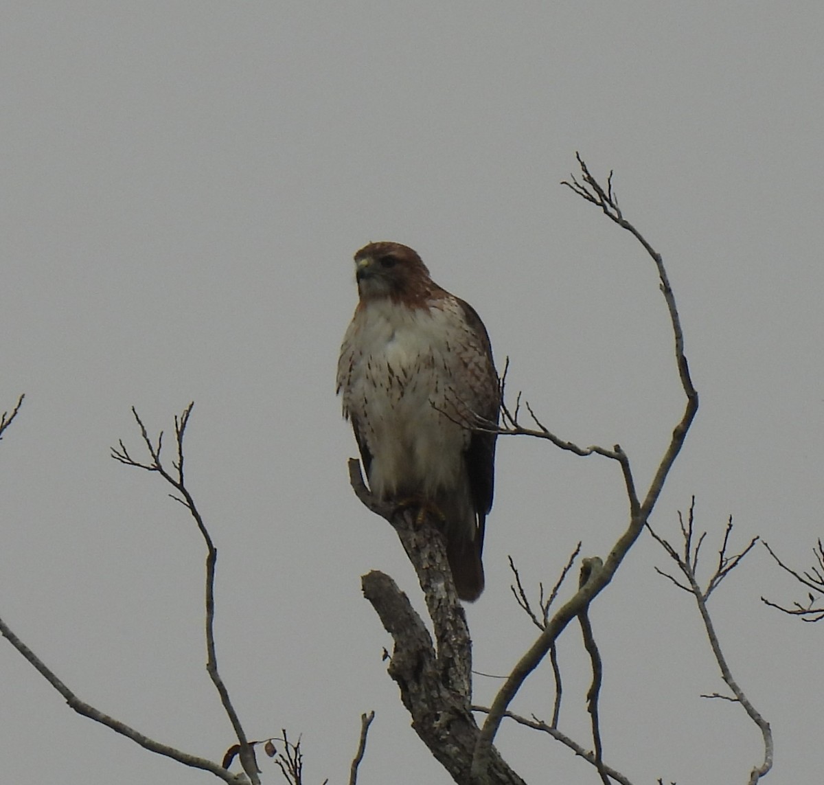 Red-tailed Hawk - ML612871509