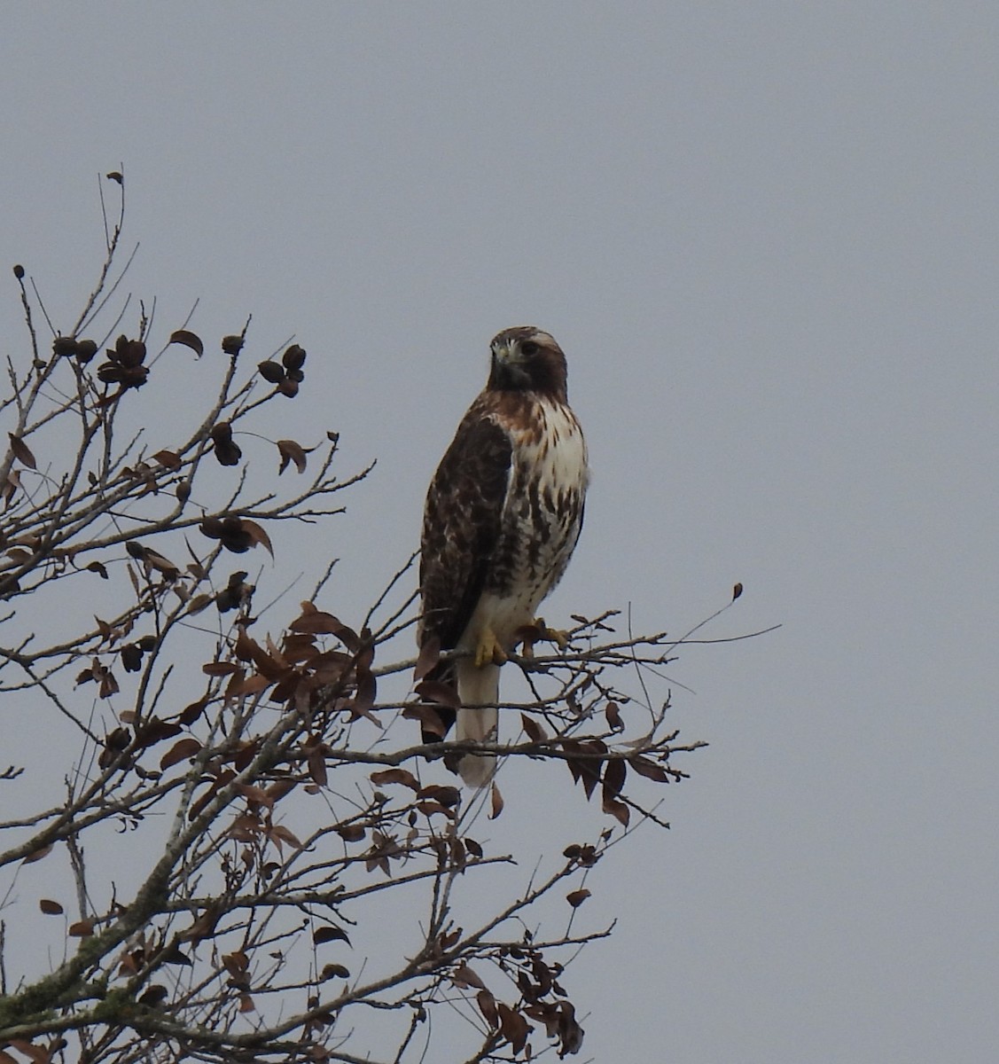 Red-tailed Hawk - ML612871536