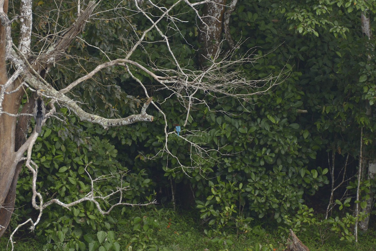 White-throated Kingfisher - ML612872164